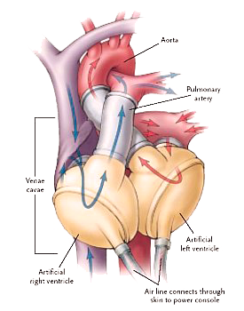 Human Heart Function